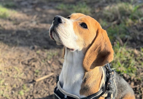 beagle at Birstwith Barkyard, a doggy daycare centre in harrogate.