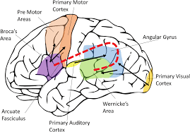 a diagram of the brain and the brain