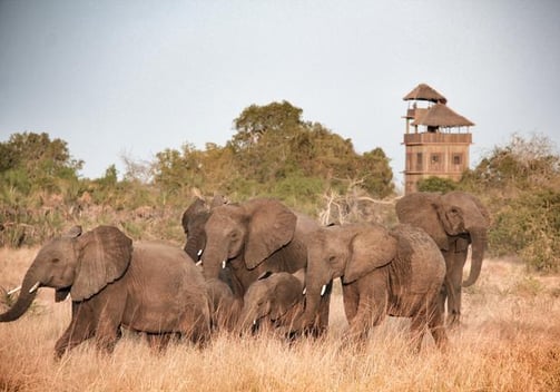 a herd of elephants walking through the grass