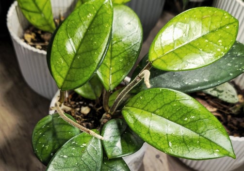 Hoya Fungii