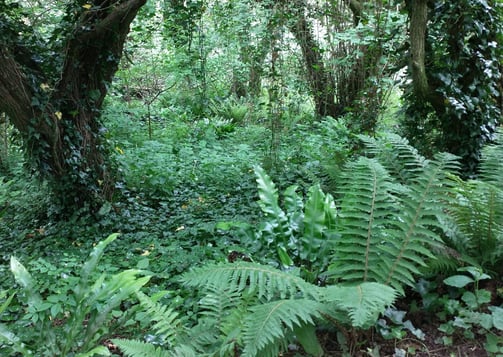 lush foliage on woodland floor in light shade with ferns and ivy