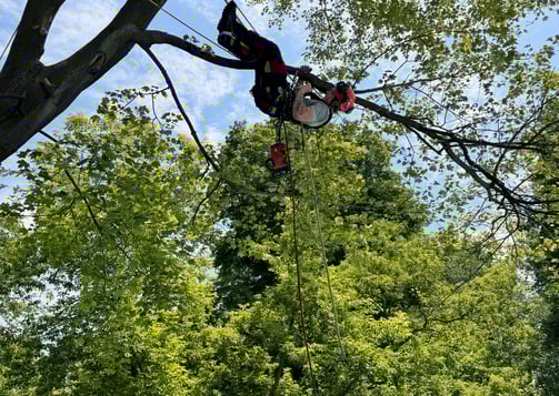 Expert pruning and branch removal on a mature tree in Vaudreuil