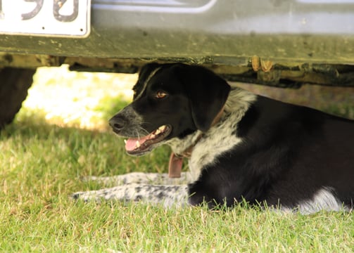 Grace's Dog, Murchison, New Zealand 2024