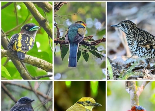 West Java Birding tour 11D / 10N