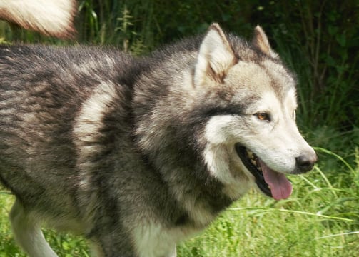 alaskan malamute stallone grigio lupo