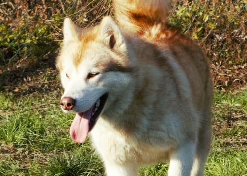 alaskan malamute fattrice rosso bianca