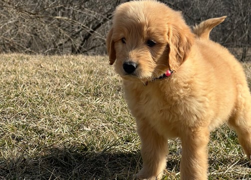 photographer portrait of a puppy dog standing in the grass