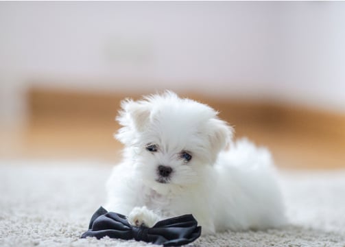 maltese puppies for sale in chicago illinois