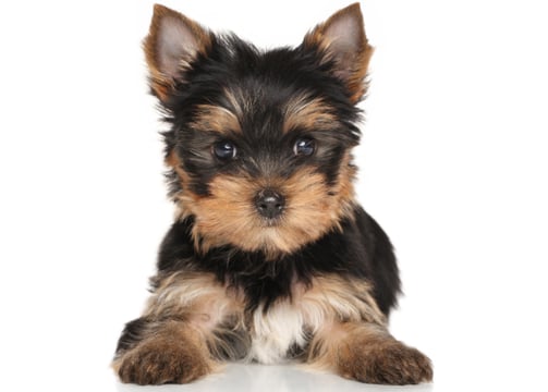 yorkie puppies for sale