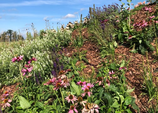 ogród bylinowy, projektowanie ogrodów naturalnych, architektura krajobrazu