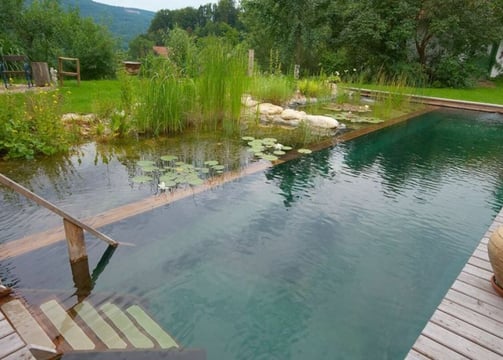 Piscine naturelle avec terrasse en bois et plantes aquatiques