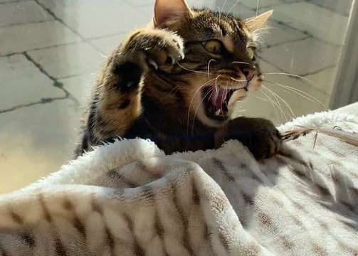 Verspielte Katze beim Katzensitting – liebevolle Pflege + individuelle Betreuung entspannt