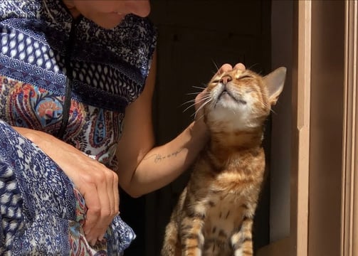 Entspannte Katze beim Katzensitting in Königstein liebevoll mein-katzensitter.de