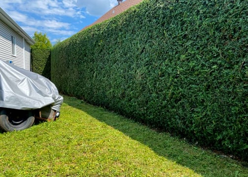 Expert hedge trimming to shape and maintain healthy hedges in Saint-Lazare