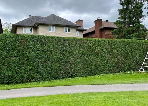 Arborist performing precise hedge trimming on a residential property in West Island