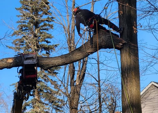 Tree removal service clearing a hazardous tree in Saint-Lazare