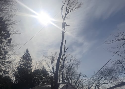 Expert tree removal team working with safety equipment in Hudson