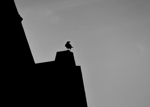 A bird, perched on a roof, silhouetted against a dull sky. Cockburn Street, Edinburgh