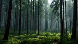 Forest view of trees