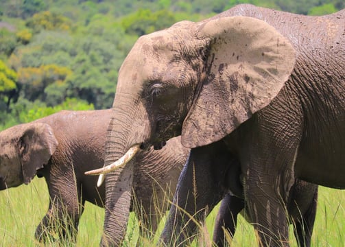 a couple of elephants walking through the grass