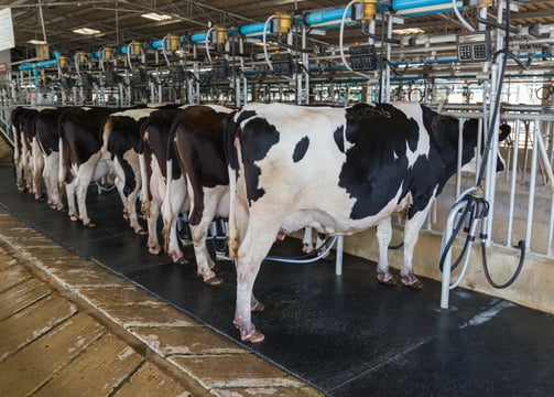 a herd of cows standing in a row of cows