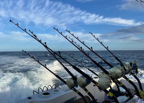 cañas yates pesca deportiva los cabos