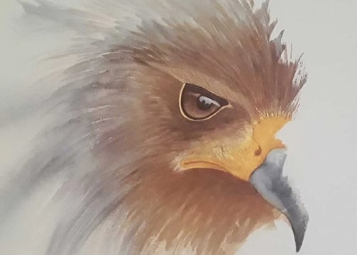 A striking watercolor of a hawk’s gaze, where each brushstroke like a powerful note in a ballad