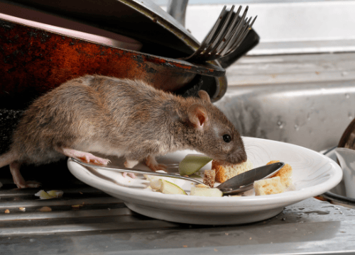 rat