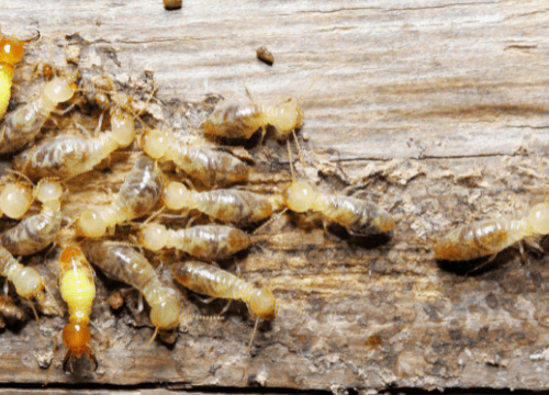 termites