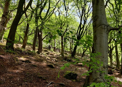 undermanaged beech woodland in colden clough