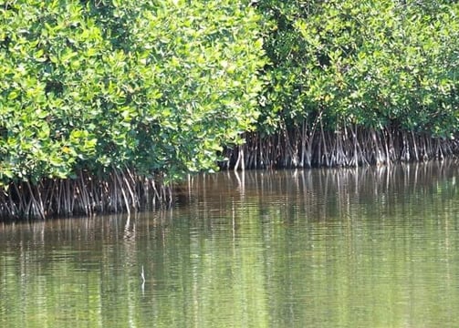 Image de Mangroves de Fort Dauphin Fort liberté Haïti