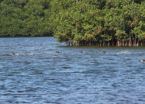 Image de Mangroves lagon aux boeufs de Fort Dauphin Fort liberté Haïti