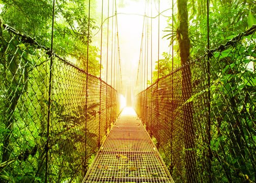 Ropebridge in the tropical rainforest canopy