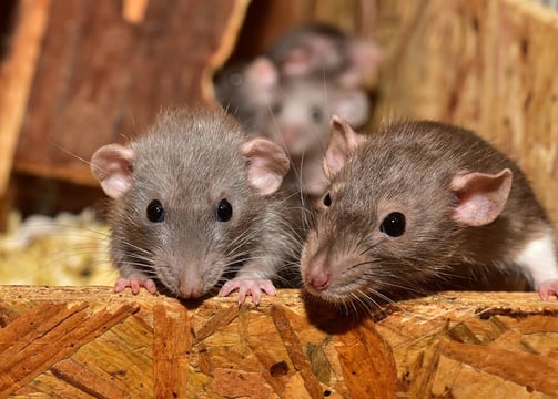 deux rats bruns sont assis sur une boîte en bois