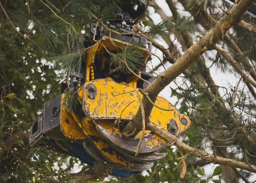 la scierie mobile scie les branches
