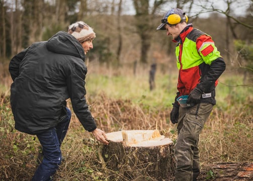 coupe d'arbre pour entretien