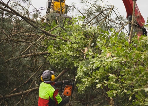 coupe arbre cotes d'armor