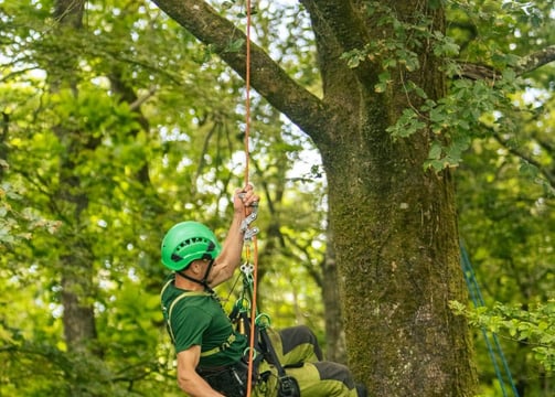 l'elagueur grimpeur élague les arbres en bretagne