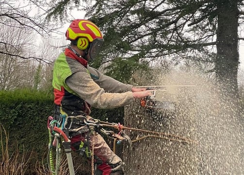 l'élagage des arbres permet de les maintenir en santé