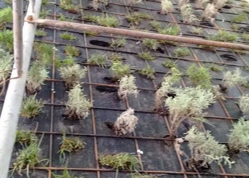 jardin vertical