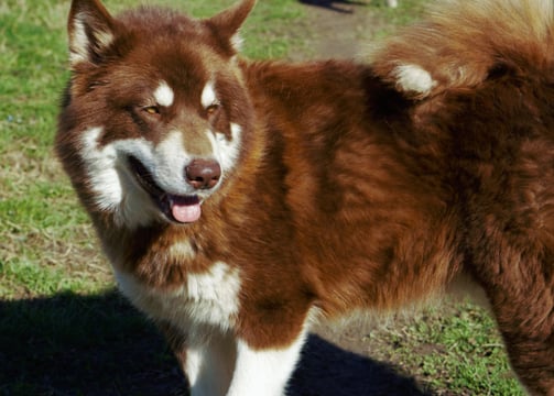alaskan malamute fattrice mogano
