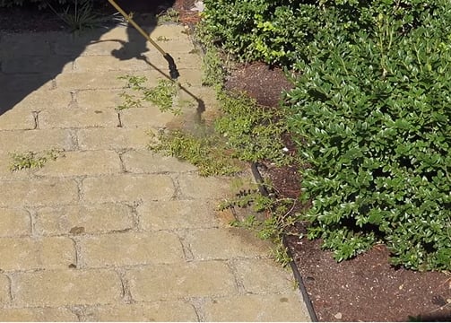 Using a home made formula to control the weed