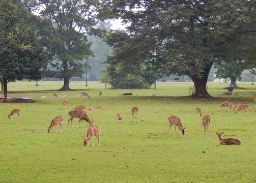 kebun raya bogor