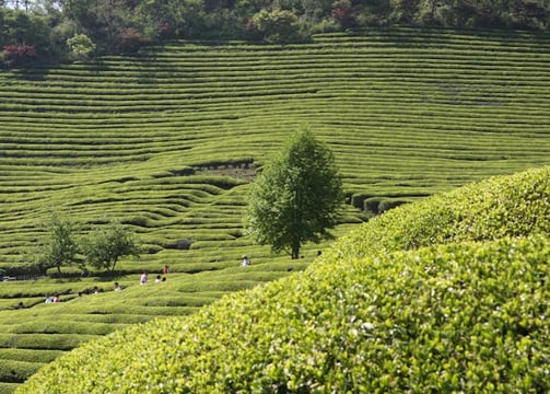 Tamanasari Tea Plantation