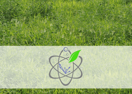 Lawn Weed Control Service