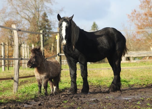 Un Shetland et un Percheron au pré