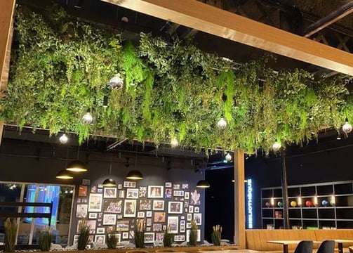 plantes végétales déco restaurant