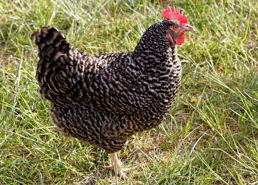 a rooster with a red head and a black and white chicken