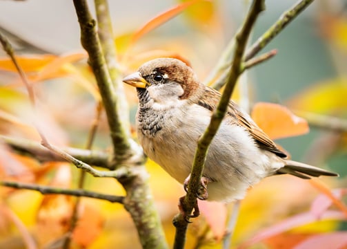 Ein Spatz mit herbstlichem Hintergrund Foto: Philipp Geisler