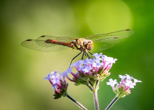 Eine rote Heidelibelle auf einer Eisenkrautblüte Foto: Philipp Geisler